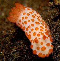 Gymnodoris impudica (ordre Nudibranches)